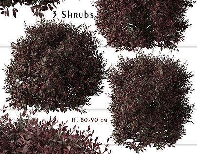 Set of Pittosporum Purpureum Shrubs ( Kohuhu Shrub )
