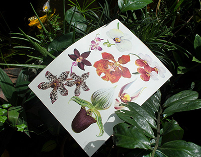 A3 Philippine Orchids Print