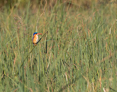 Birds of Okavango Delta (Botswana)