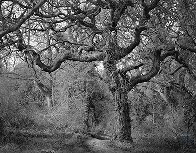 Trees on black and white film