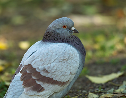 Birds: 2023 Pigeons (Columba livia domestic)