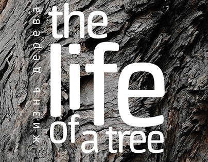 the life of a tree – жизнь дерева