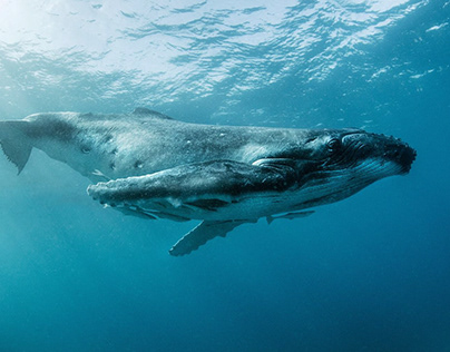 Мифический кит