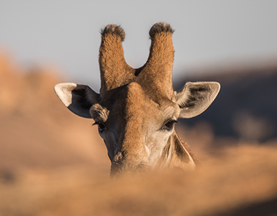 Namibia wildlife