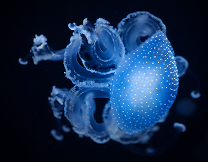 Blue motion jellyfish