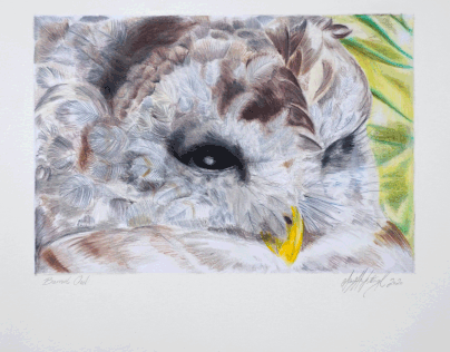 Barred Owl Coloured Pencil Drawing