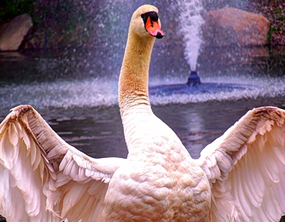 The Flashdance Swan