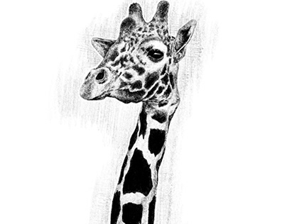 Giraffe | Animal Drawing, 2021
