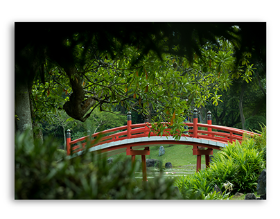Chinese Garden photography shoot - iris