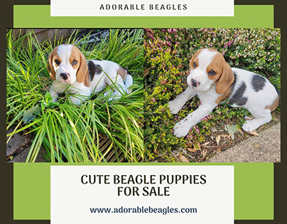 Cute Beagle Puppies For Sale