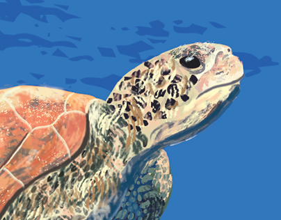 sea Turtle
