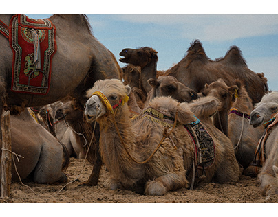 Mongolian two humped camel