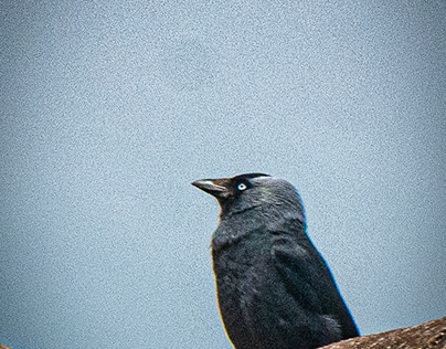 a jackdaw on a roof