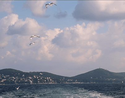 Dizziness of Seagulls