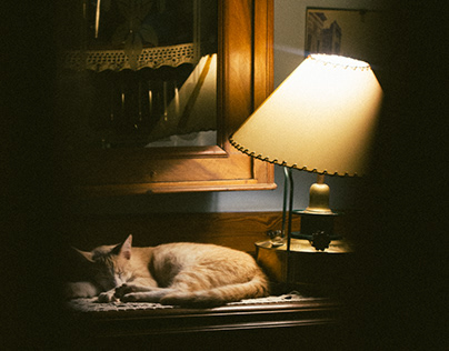 Cat Sleeping / Film /