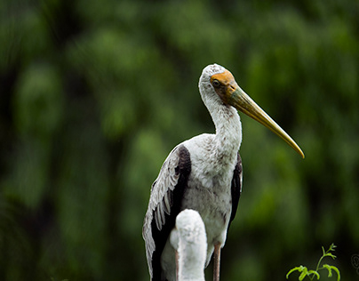 Stork - Delhi 2019