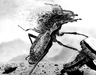 Insects extinction