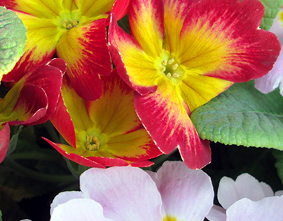 A bouquet of primrose to cheer you up!