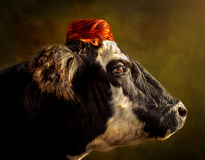 Cows in Hats series - "Velma"