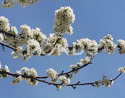 Video Image Of Fruit Flowers Blooming In Spring