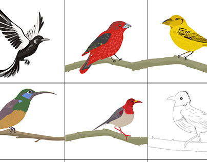 Bird illustration art