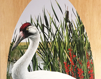 Reintroduction I (Whooping Crane)
