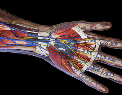 Medically accurate 3d model of the human hand