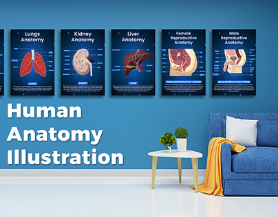 Human Anatomy Illustration