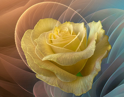 Roses in fractal design