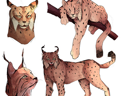 Lynx (Study)