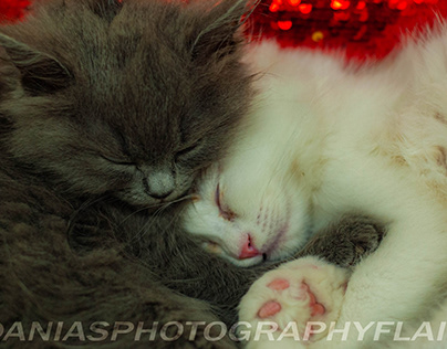 Kittens Asleep Together