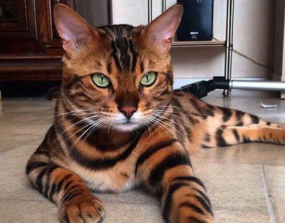 Chat avec la plus belle fourrure - Tigre