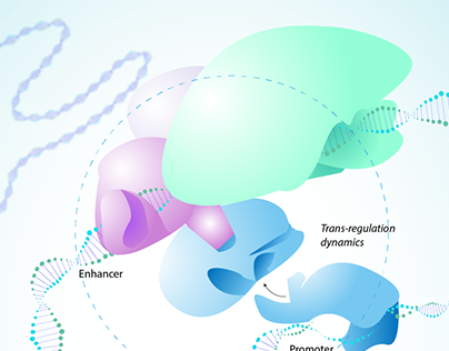 Enhancer-Gene promoter regulation