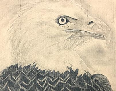 Eagle -Charcoal Drawing
