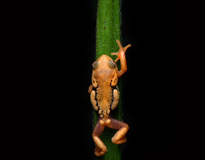 Resplendent Frog Animation
