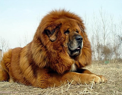 Tibetan Mastiff - Dog Breeds