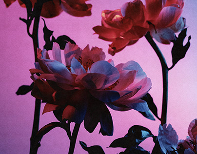 프로젝트 썸네일 - Flowers Fall Shopbop