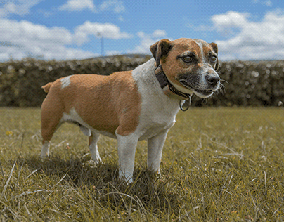 Rocky, The Jack Russell Terrier