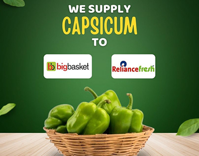 We Supply Fresh Capsicum directly from our farms