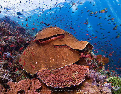 Komodo national park Coral Reefs