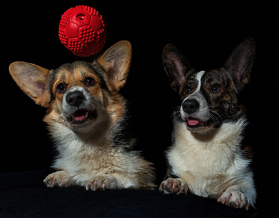 Corgi dogs with a ball