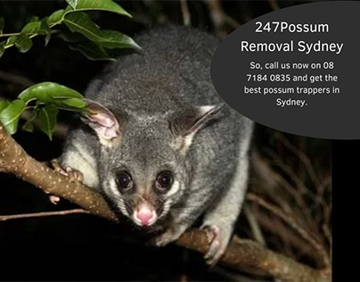 Excellent Possum Removal Sydney