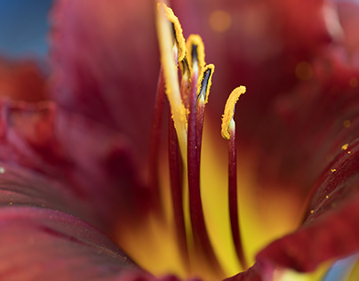 Flowers - The Beauty of Macro Photography