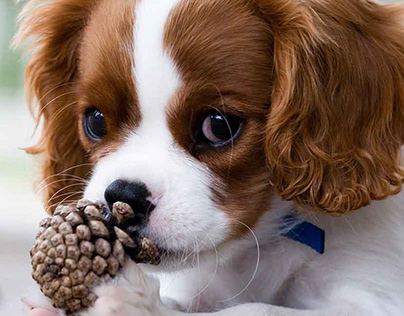 King Charles Puppies For Sale-Affordable & Best Breed