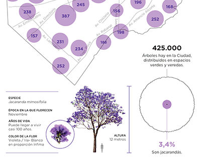 Infografía Jacarandás en la Ciudad de Buenos Aires