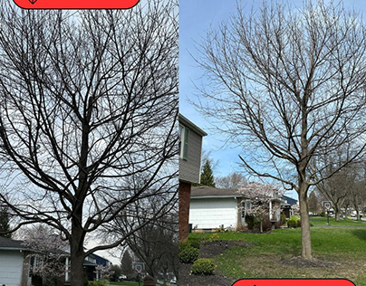 Tree Trimming Service in Rochester NY