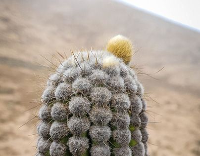 Diseño de Proyecto la Flora Costera Arica y Parinacota