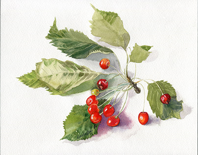 Botanical illustration. Wild Cherries