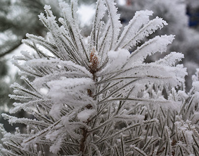 Winter, pine branches in frost close-up
