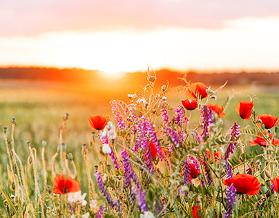 Sunset and Wild Flowers